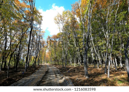 autumn scenery with maple trees
