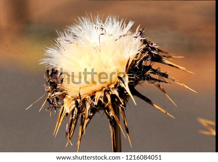 thistle on black background, beautiful photo digital picture