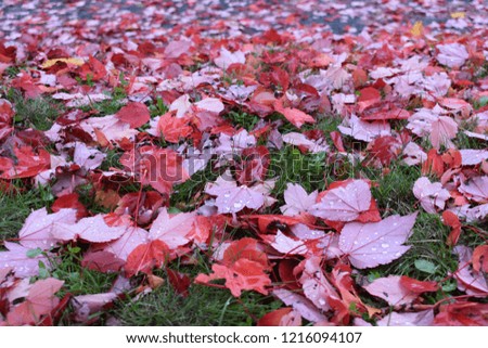 Autumn: Red leaves on the ground 