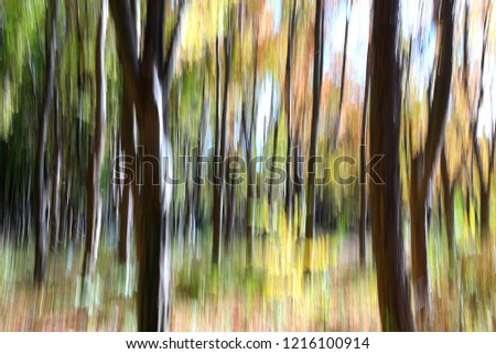 a photo taken in the forest using tilt technique Defocused