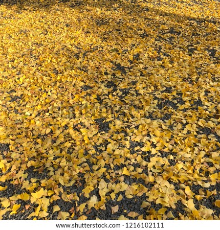yellow bank leaves embroidered on the ground