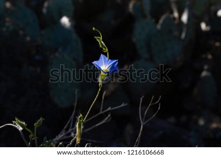 An Ipomoea Barbatisepala or Canyon Morning glory in bloom. This beautiful blue flower has a dark background filled with prickly pear cactus in this southwest desert landscape background. 2018.
