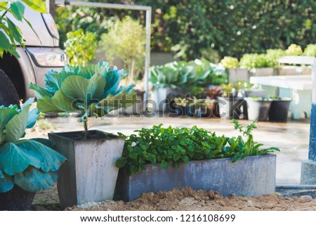 Growing vegetables in pots at home.