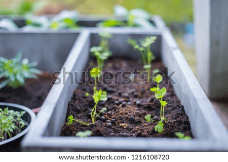 Growing vegetables in pots at home.