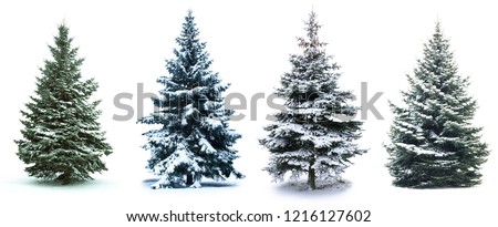 Christmas Tree collage. Christmas Tree in snow  isolated over white background Royalty-Free Stock Photo #1216127602