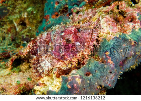 Scorpio cleverly disguised on a coral reef in the Indian ocean.