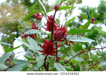 Red Roselle flower Royalty-Free Stock Photo #1216156462