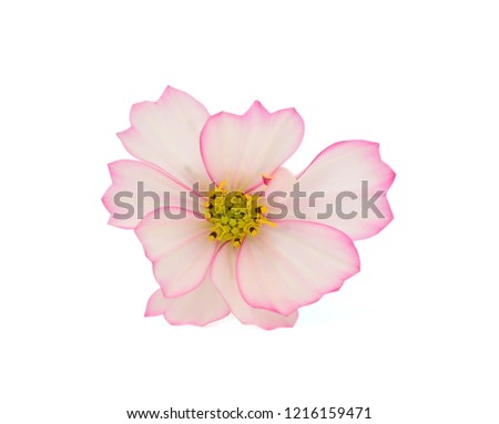 beautiful cosmos bipinnatus flower isolated on white background