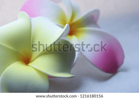 Flower Close ups 