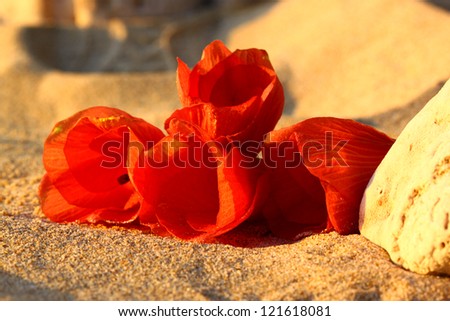 Stone & flower on a beach sand