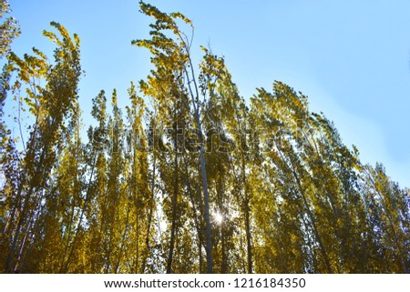 Autumn pan yellow poplar