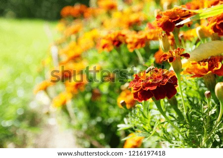 flower background orange marigolds vividly bright blossoming flush floral plant on flowerbed in the garden