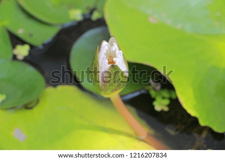 Blossom pink lotus flower in the pond