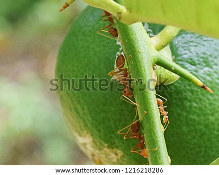Red ants live with lemon.