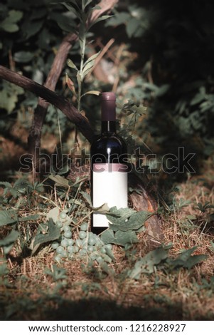 wine bottle and grape harvest