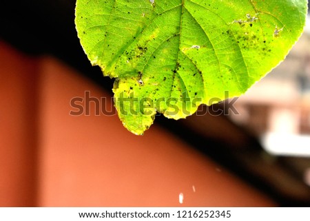 every living thing will eventually start getting old and then die 
A picture of decaying green leaf after rain 