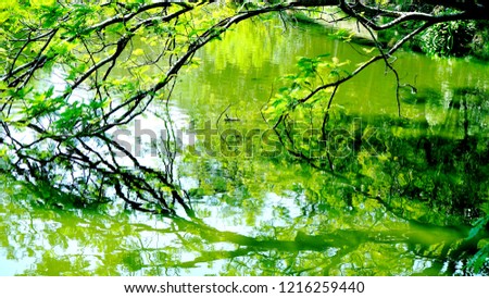  Tree branch  to the water.background nature idea                               