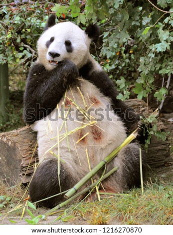 Picture of the panda in the Vienna zoo