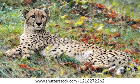 Picture of a Cheetah
