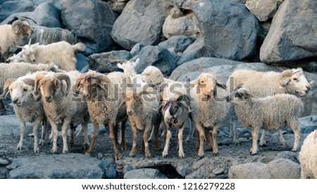 Group of funny sheep.