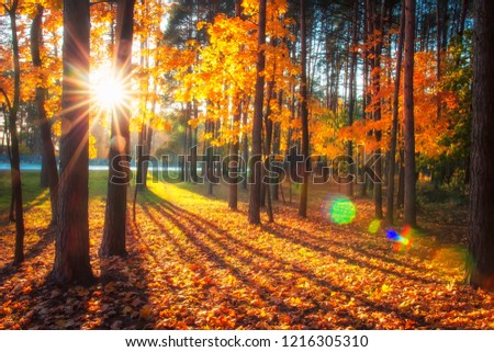 Autumn nature landscape with bright sunbeams. Colored trees in sunlight in forest. Autumn forest. Fall nature. Autumn picturesque background. Warm day outdoors. Sunrays through trees in woodland.