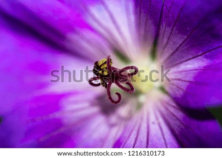 Beautiful flower calyx closeup macro