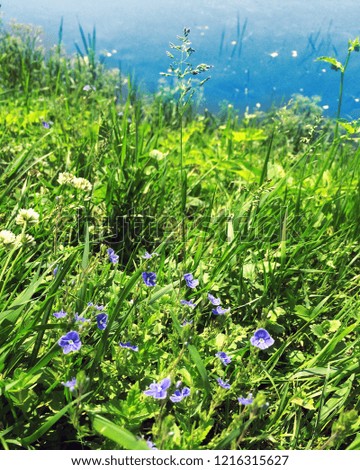 Flowers Veronica on the background of green grass on the shore of the pond in the summer on a Sunny day