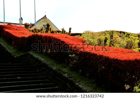 Hokkaido, Sapporo, the fall of the flower beds of Euonymus
