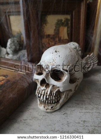 human skull skeleton placed on wooden floor  concept of death and Halloween.