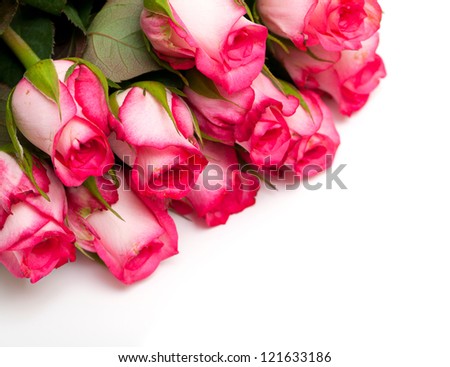 pink roses and empty space for your text