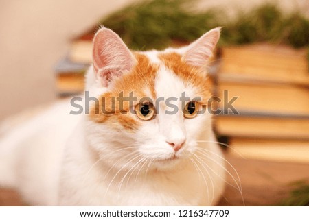 White cat with red spots, pink nose and expressive eyes. Portrait of beautiful white cat close-up on blurred defocused background with books and fir branches