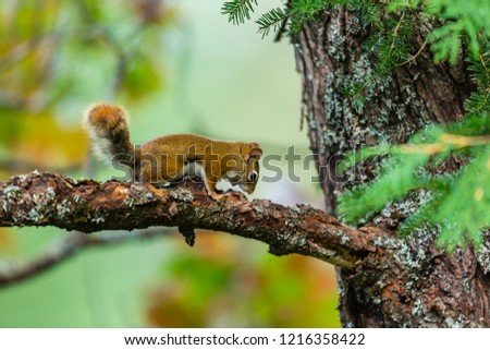 Red squirrel climbing a tree in a boreal forest, Quebec, Canada.
