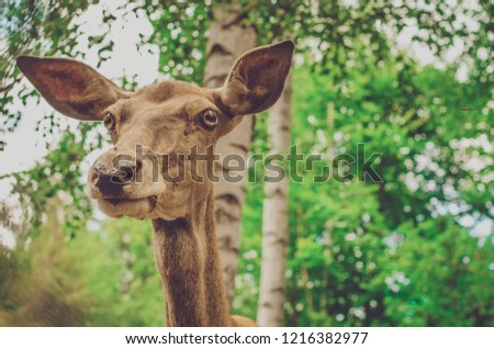 Portrait of roe deer in summer. Close-up of wild animal on meadow.