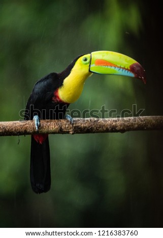 Toucan in Rainforest Costa Rica 