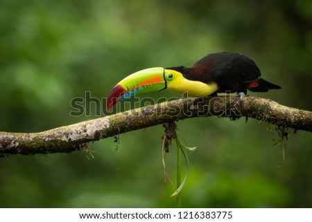 Toucan in Rainforest Costa Rica 
