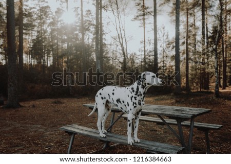 Cute Dalmatian Dog In The Forest During Sunrise