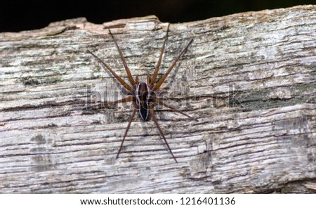 spiderman on wood