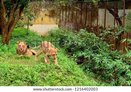 Lion and Lioness in Nandankanan Zoological Park in Bhubaneswar. In 2009 this Zoological Park became the first zoo in India to become a member of the World Association of Zoos and Aquariums (WAZA). Royalty-Free Stock Photo #1216402003