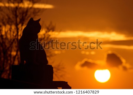 Cat at sunset