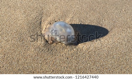 Blacksea Side of Istanbul - Jellyfish, Sand, Seaside... Let the picture talk..