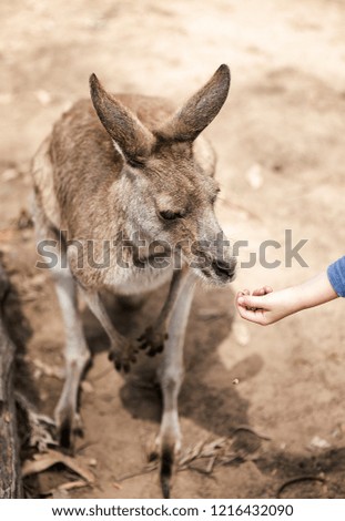 kangaroo eating from the hand of a child