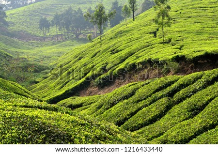 Tea plantation in Munnar, India. A hill station and former resort for the British Raj elite, surrounded by rolling hills dotted with Winding roads and tea factory established in the late 19th century. Royalty-Free Stock Photo #1216433440