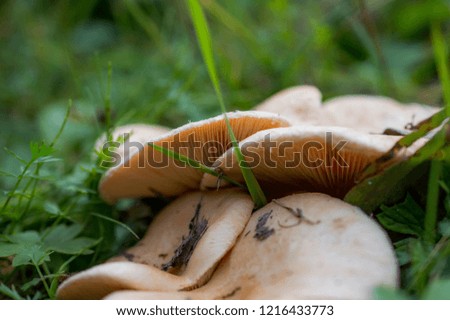mushrooms on the background of grass