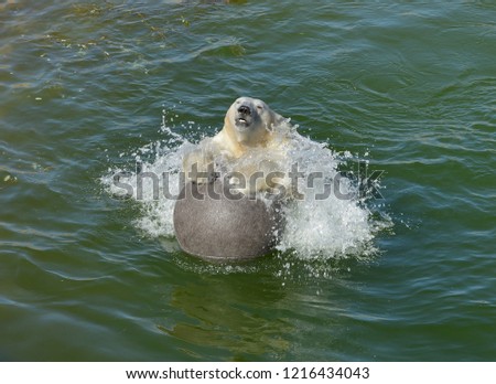 Happy polar bear splashing in water with ball