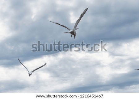 sea gulls flying with dramatic cloudy background