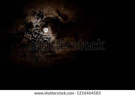  The full moon shines behind the tree.                              