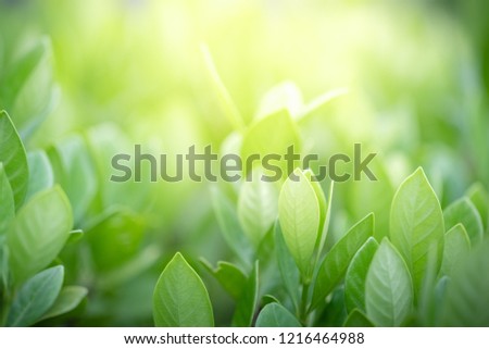 Nature of green leaf in garden at summer. Natural green leaves plants using as spring background cover page environment ecology or greenery wallpaper Royalty-Free Stock Photo #1216464988