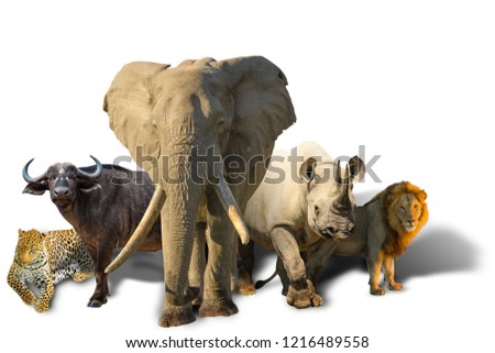 African safari with Big Five isolated on white background: Leopard, Buffalo, Elephant, Black Rhino and Lion. Wild animals background. Royalty-Free Stock Photo #1216489558