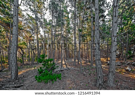 Pot Pine Forest
