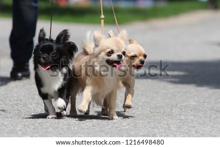 Three funny chihuahua are walking on tre road